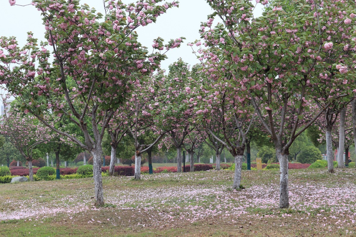 落“樱”缤纷之落红不是无情物（一）
