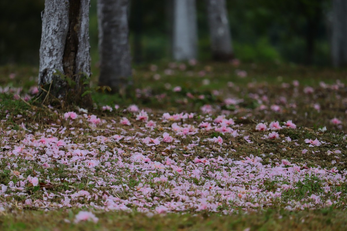 落“樱”缤纷之落红不是无情物（一）