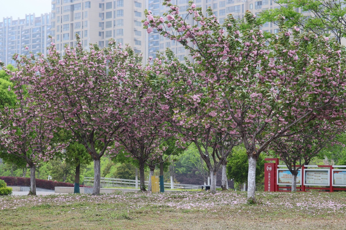 落“樱”缤纷之落红不是无情物（一）