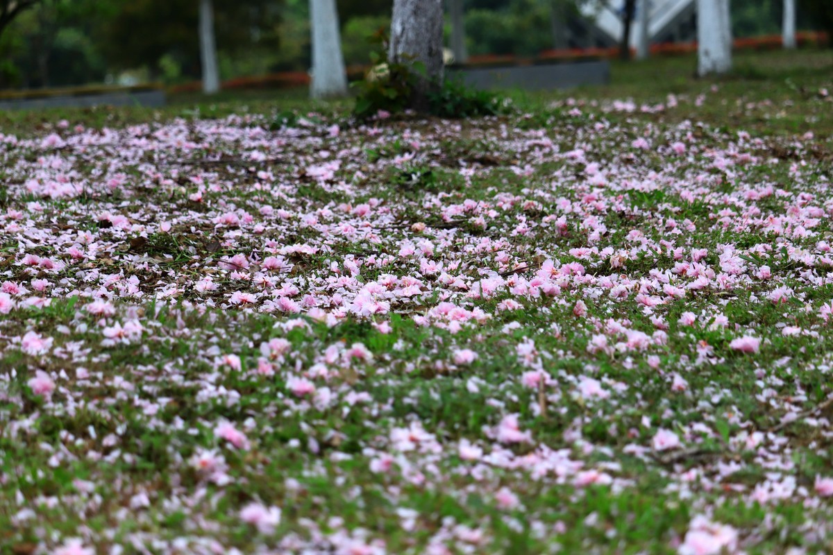 落“樱”缤纷之落红不是无情物（一）