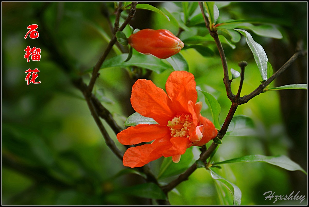 红红的石榴花（2024234）