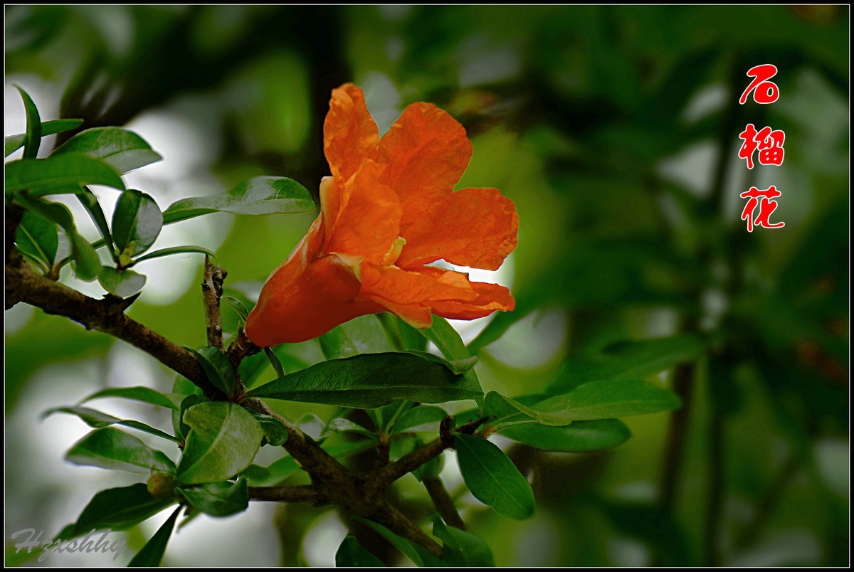 红红的石榴花（2024234）