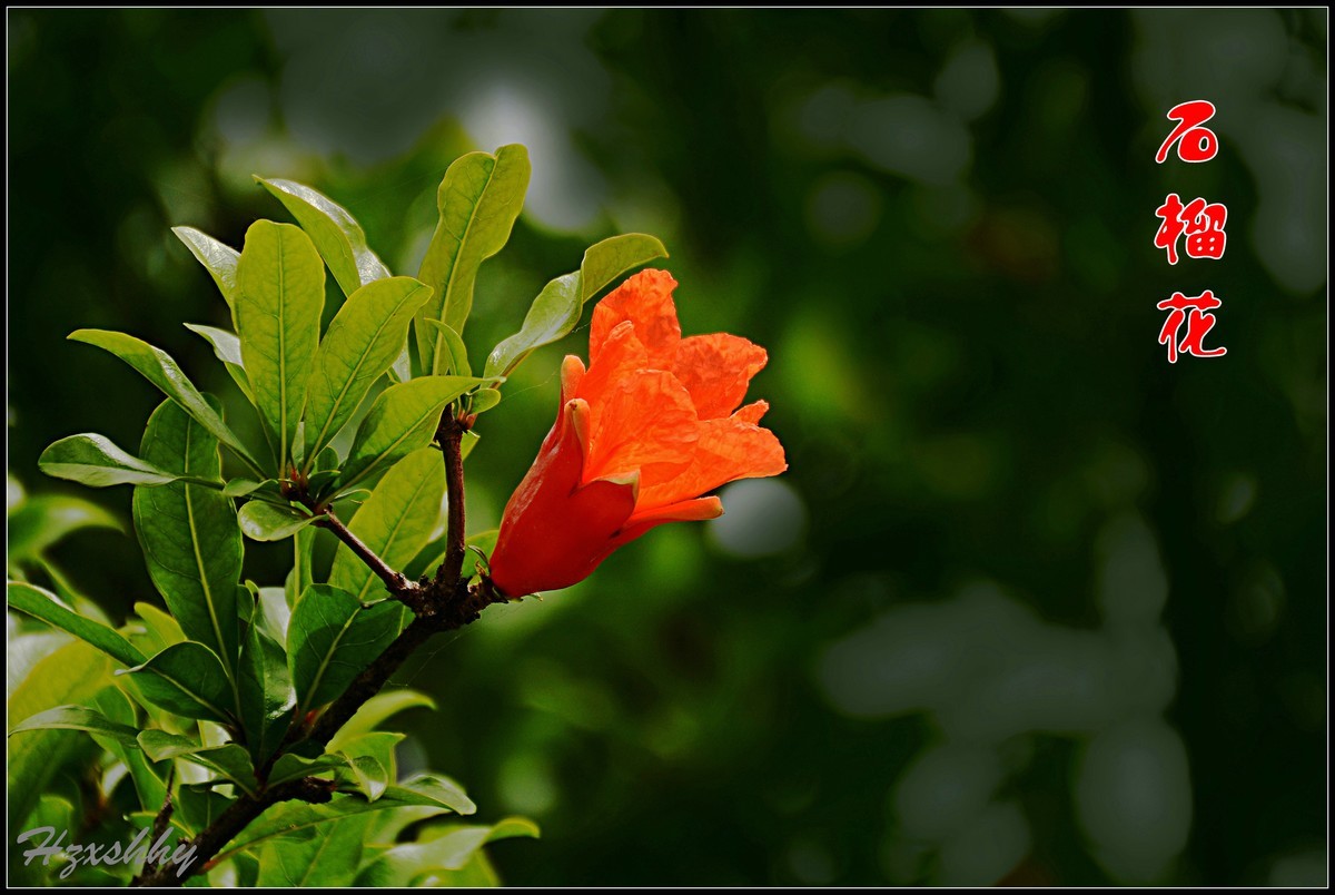 红红的石榴花（2024234）