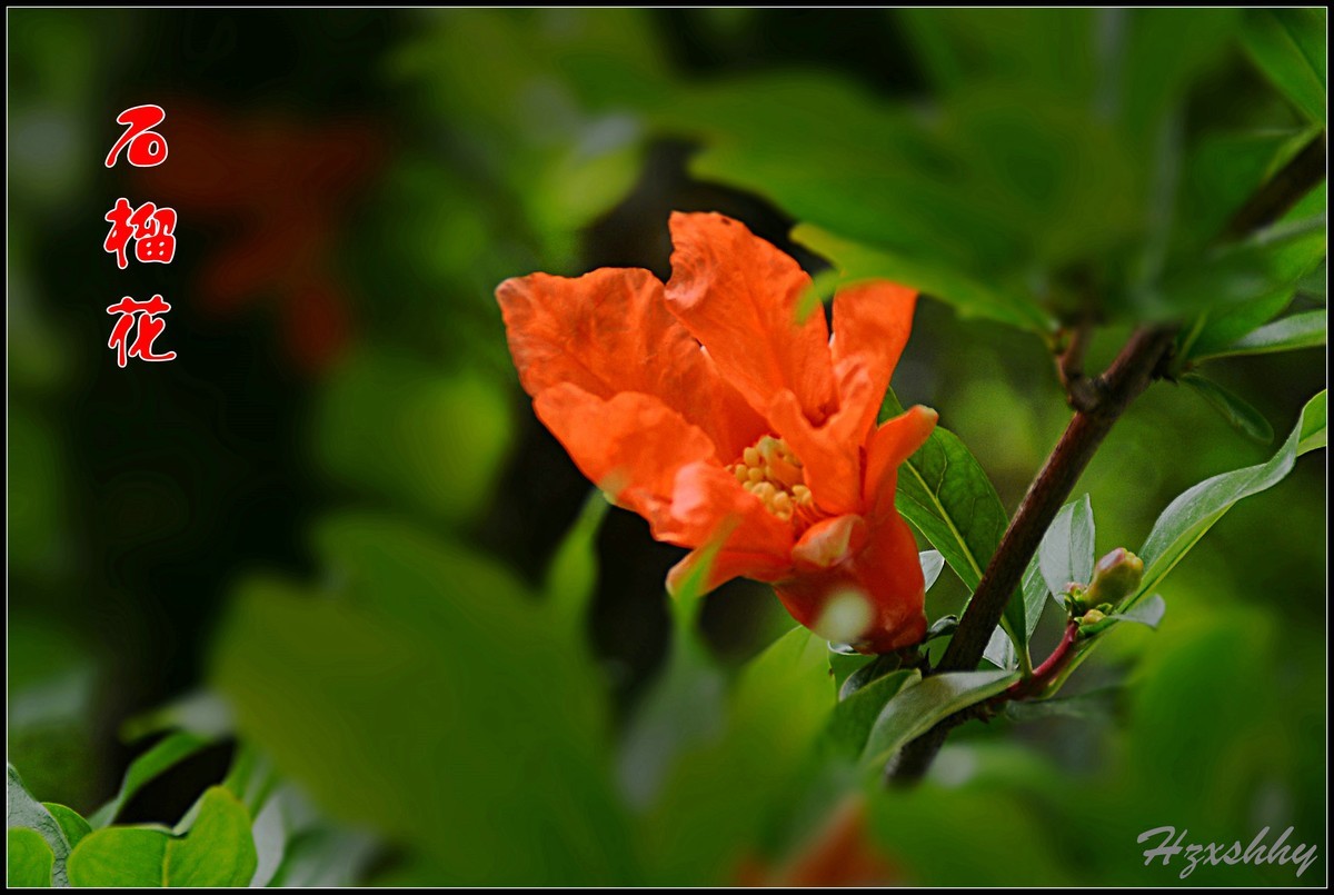 红红的石榴花（2024234）