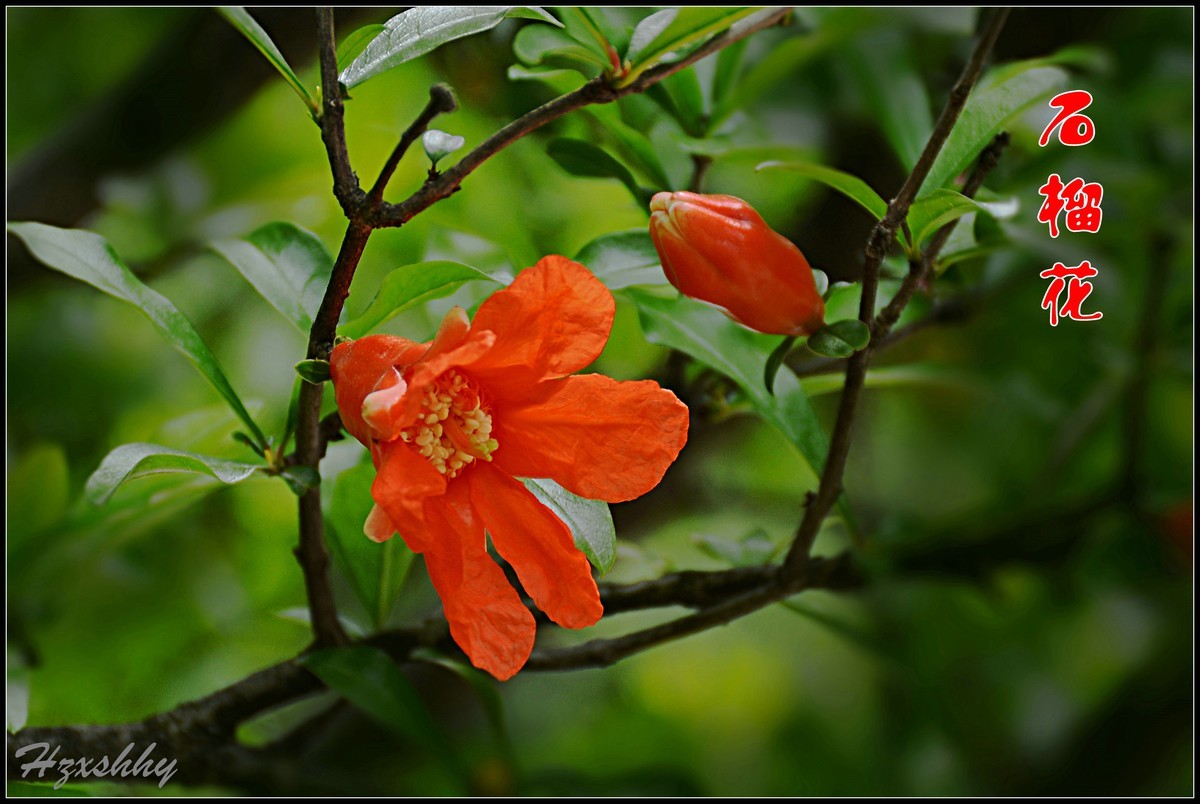 红红的石榴花（2024234）