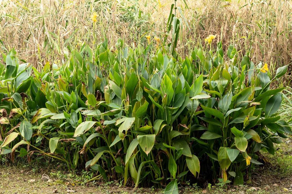 庐州印象（396）南艳湖公园粉黛花开