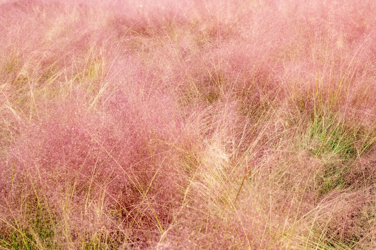 庐州印象（396）南艳湖公园粉黛花开