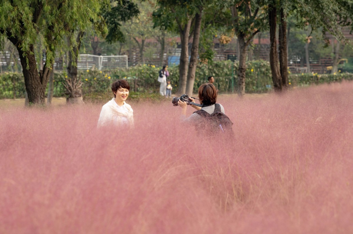 庐州印象（396）南艳湖公园粉黛花开