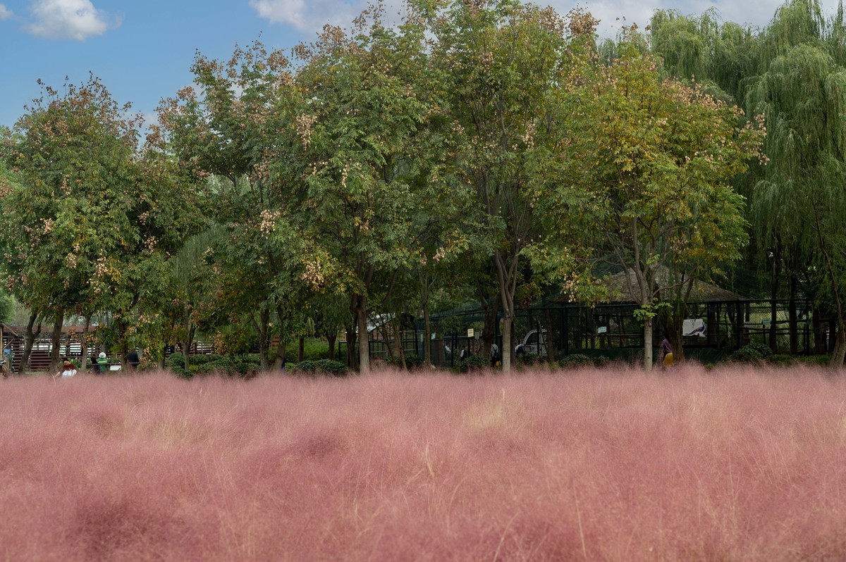 庐州印象（396）南艳湖公园粉黛花开