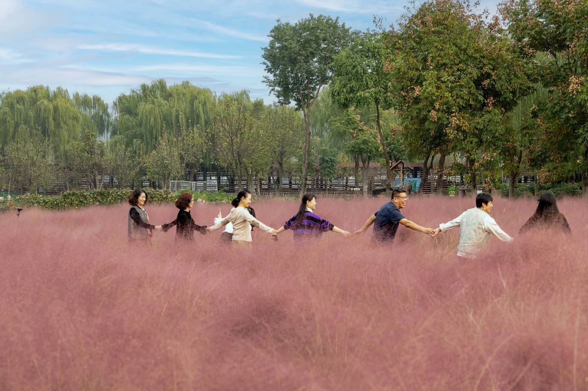 庐州印象（396）南艳湖公园粉黛花开