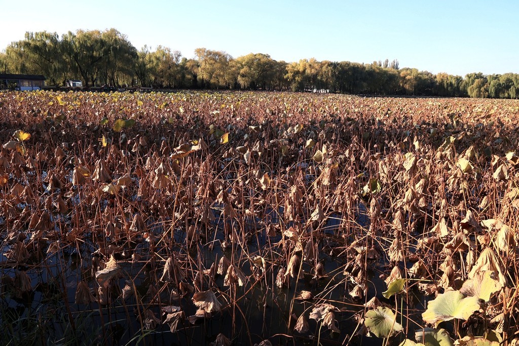 秋色中的圆明园