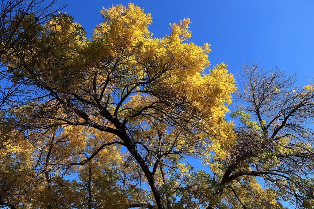 秋色中的圆明园