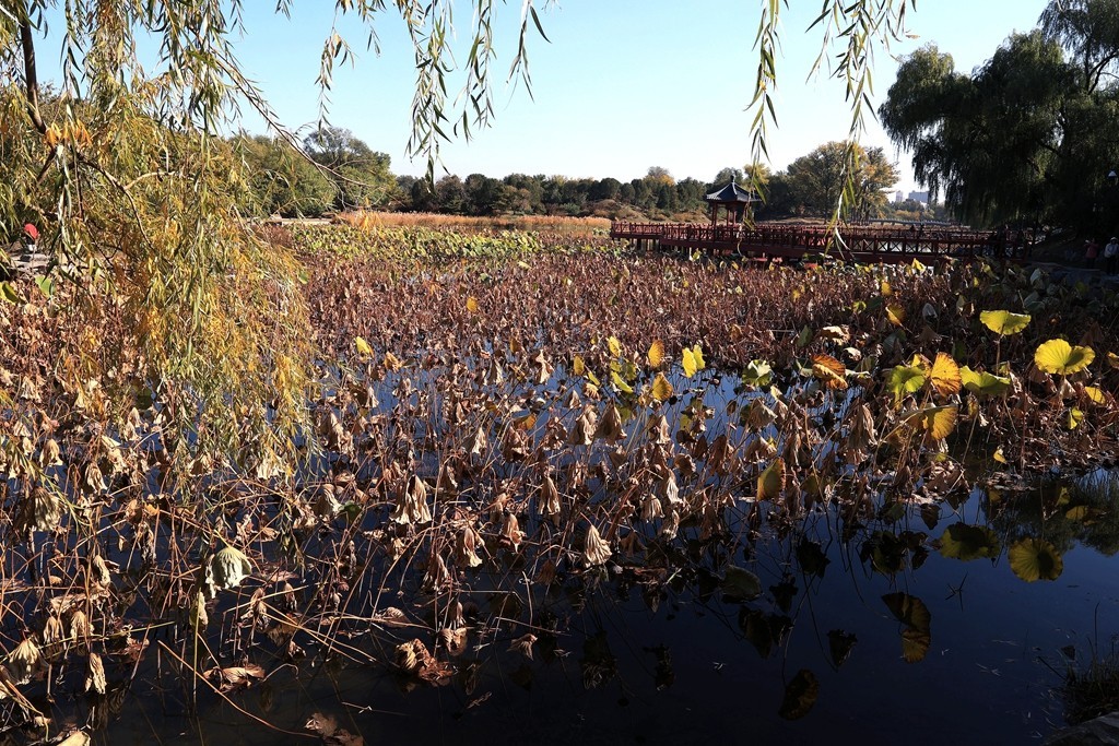 秋色中的圆明园