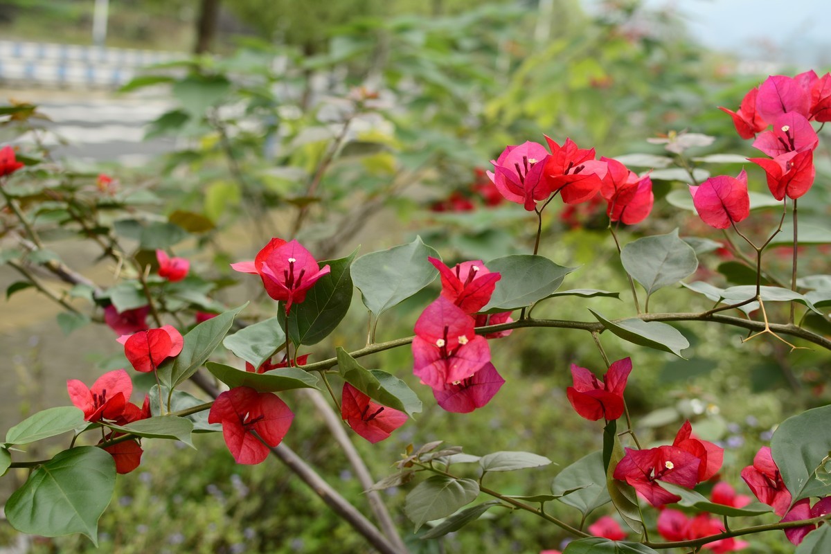 重庆水土镇 竹溪湿地公园随拍 三角梅