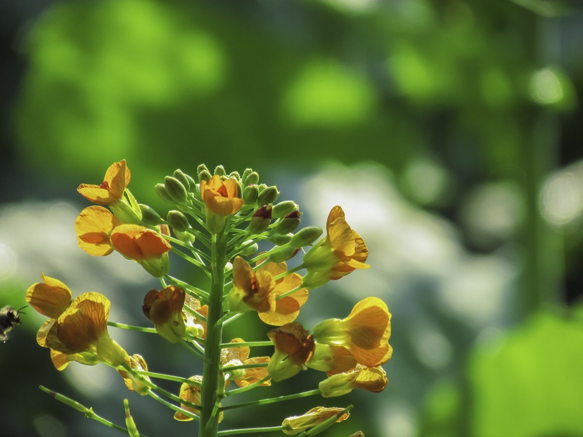 油菜花