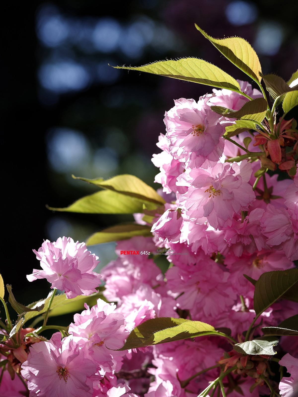 樱花季——樱花一组