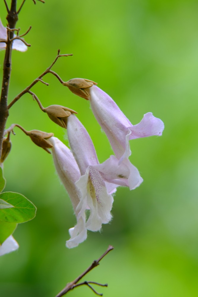 桐树花随拍