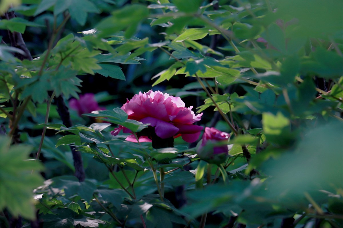 牡丹花开 -- 5