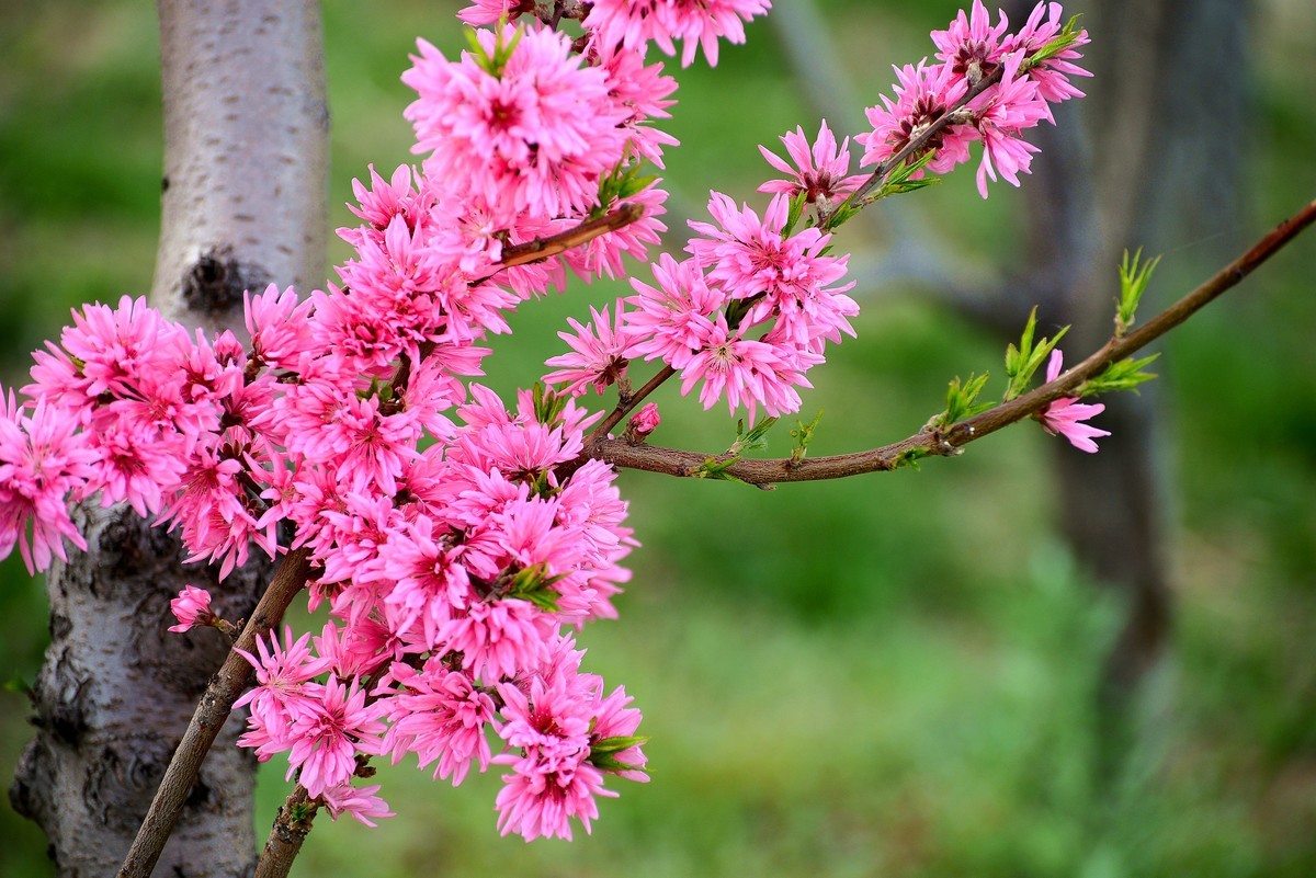 轻便好用的 小驴炮