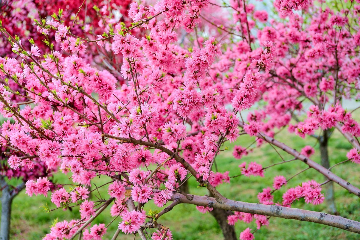 轻便好用的 小驴炮
