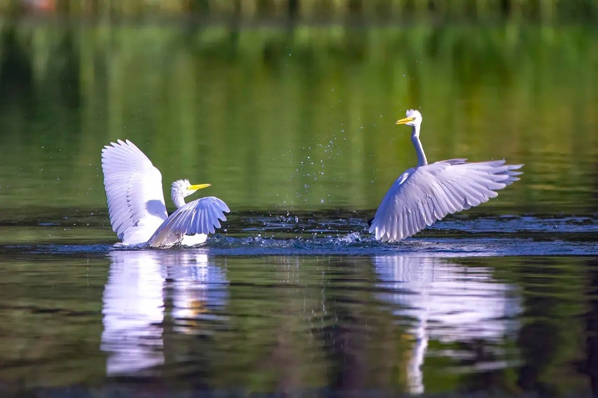 白鹭--西湖公园高速连拍