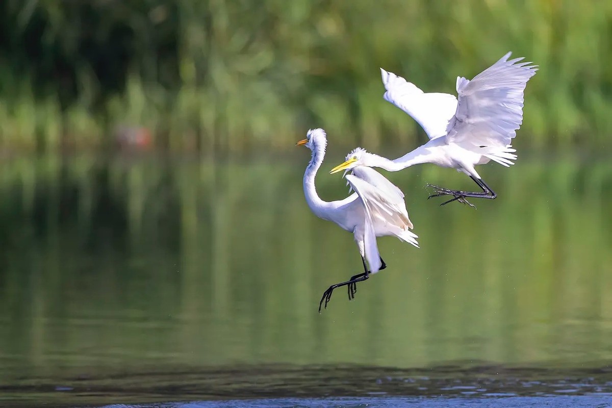 白鹭--西湖公园高速连拍