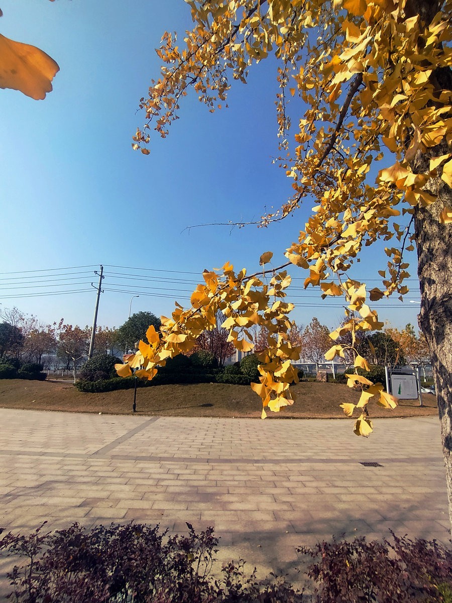 漫步星城 走街串巷（350）滨江公园三期