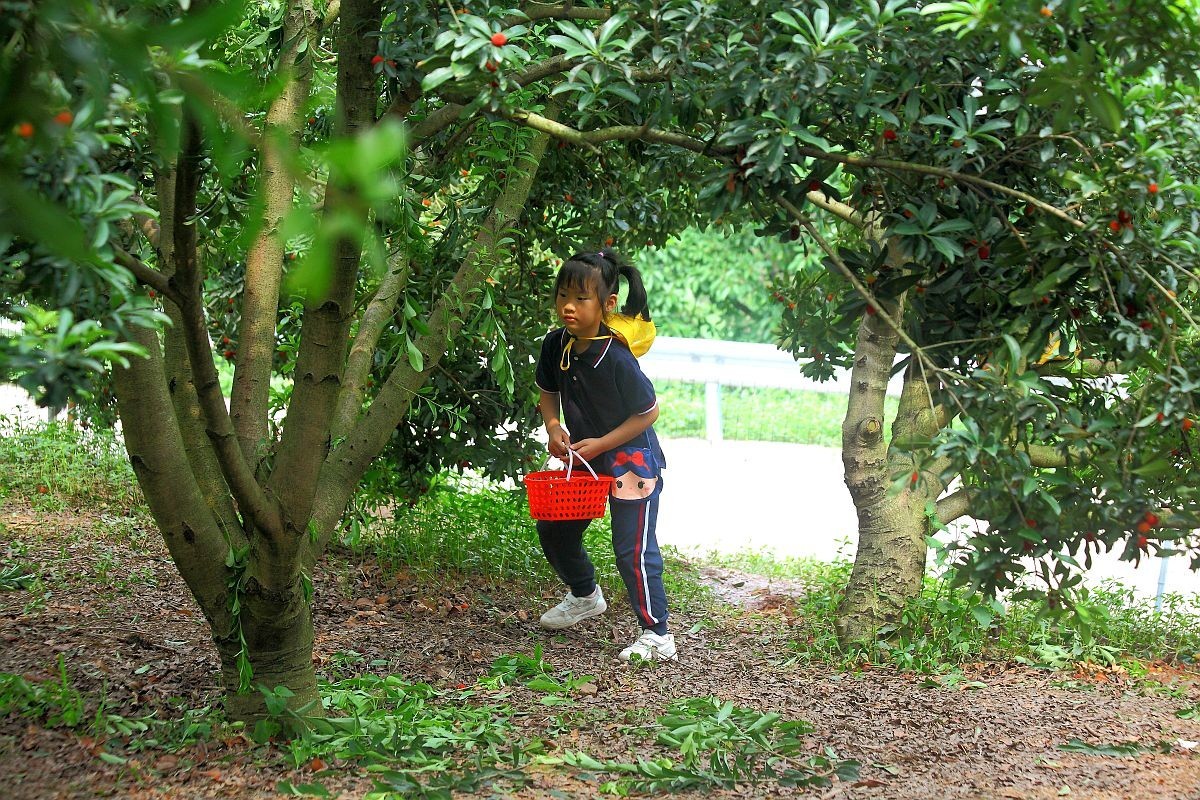 去果园摘杨梅（四）