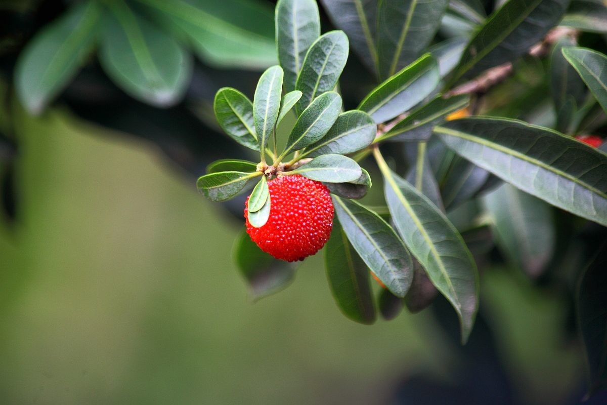 去果园摘杨梅（四）