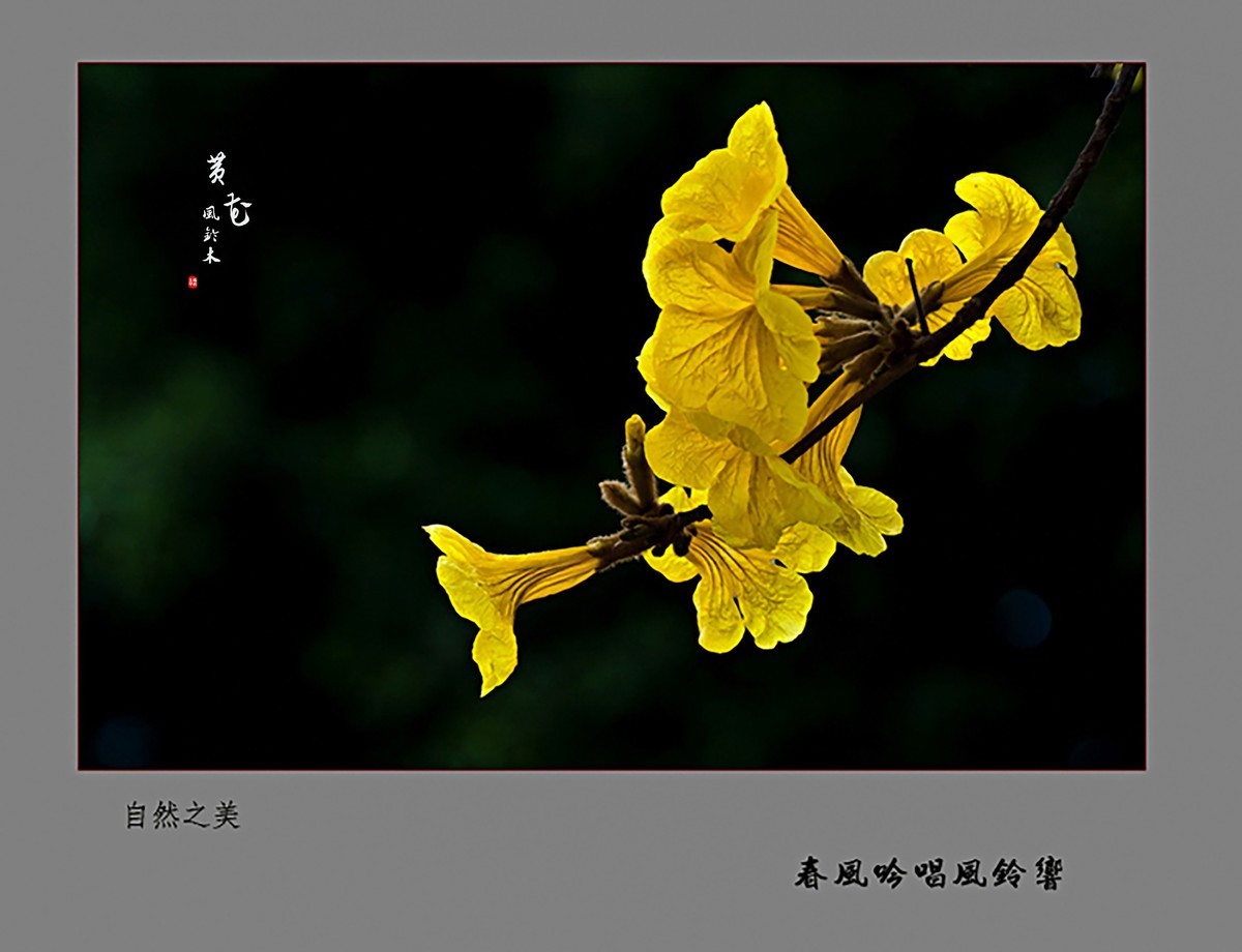 黄花风铃木