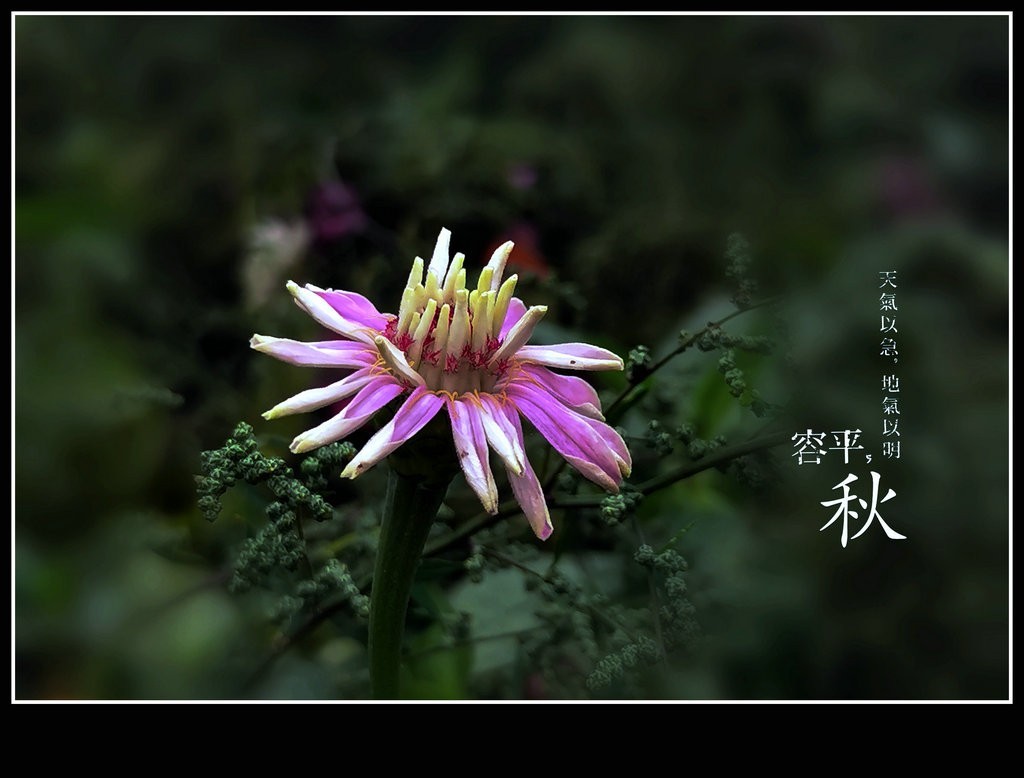 花卉习作