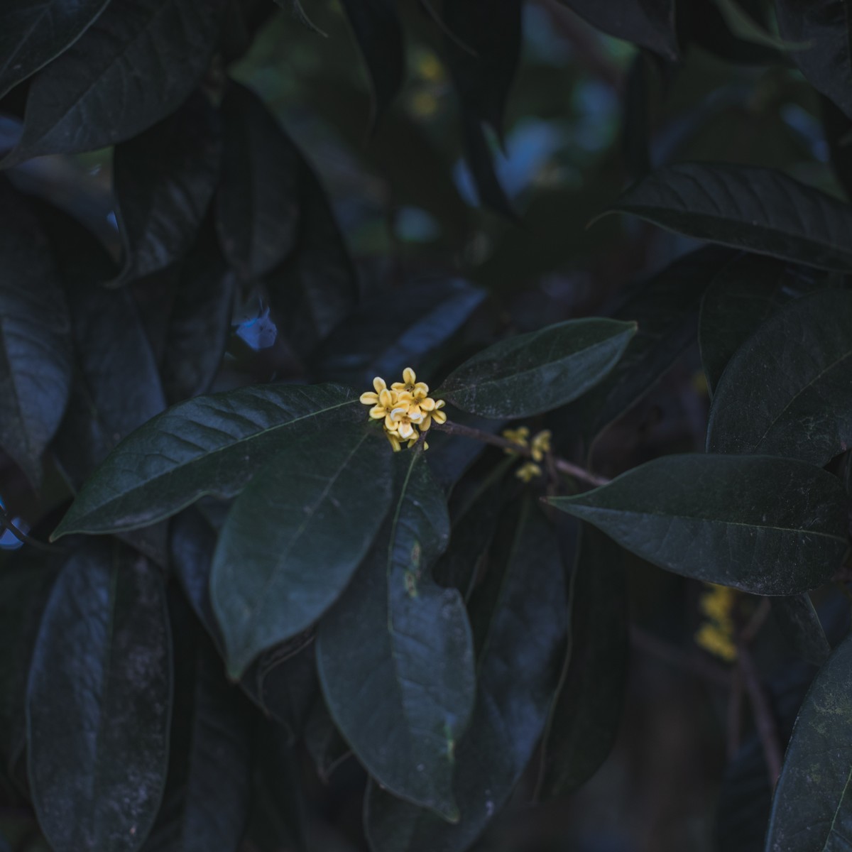 早开迟发的桂花