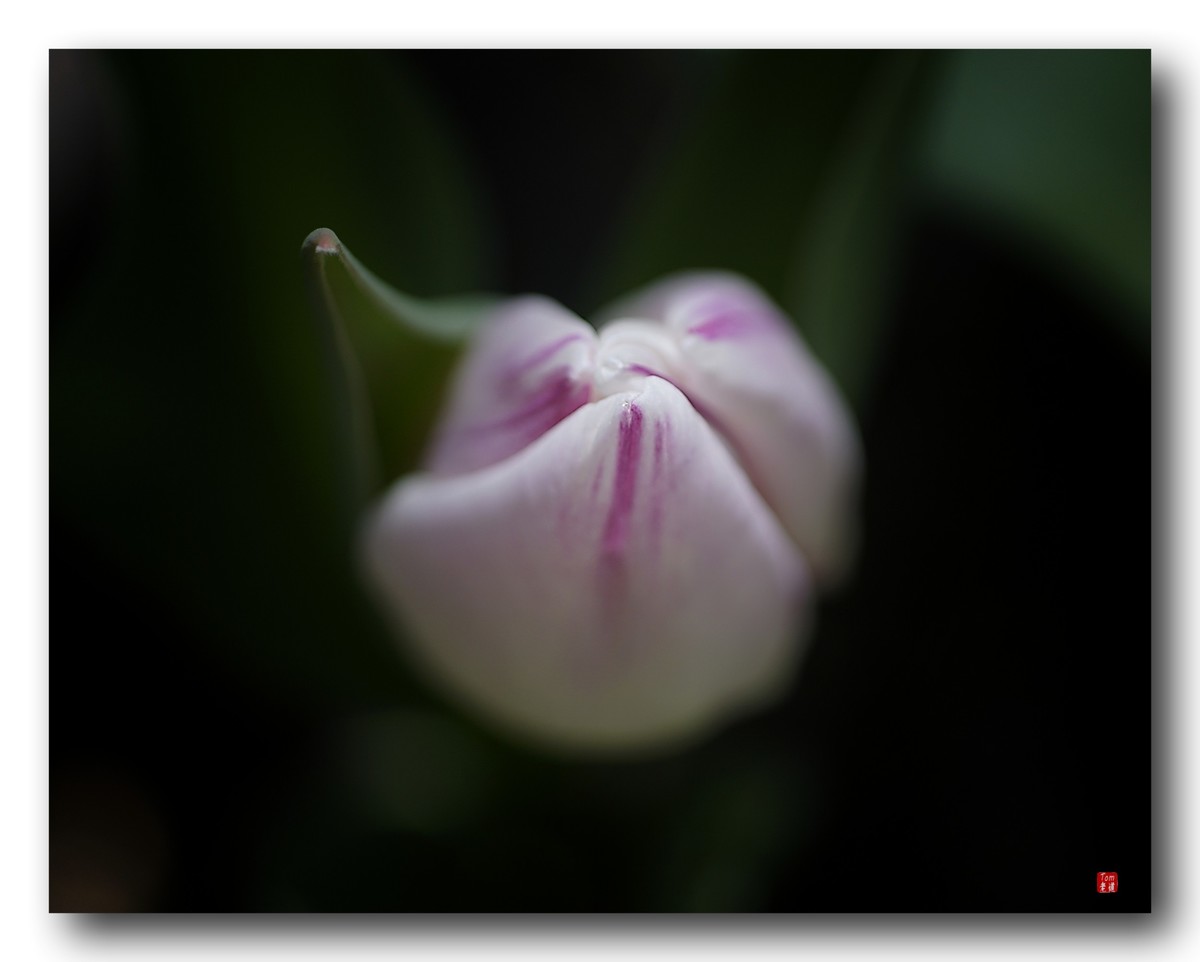 尖尖郁金香（12图）