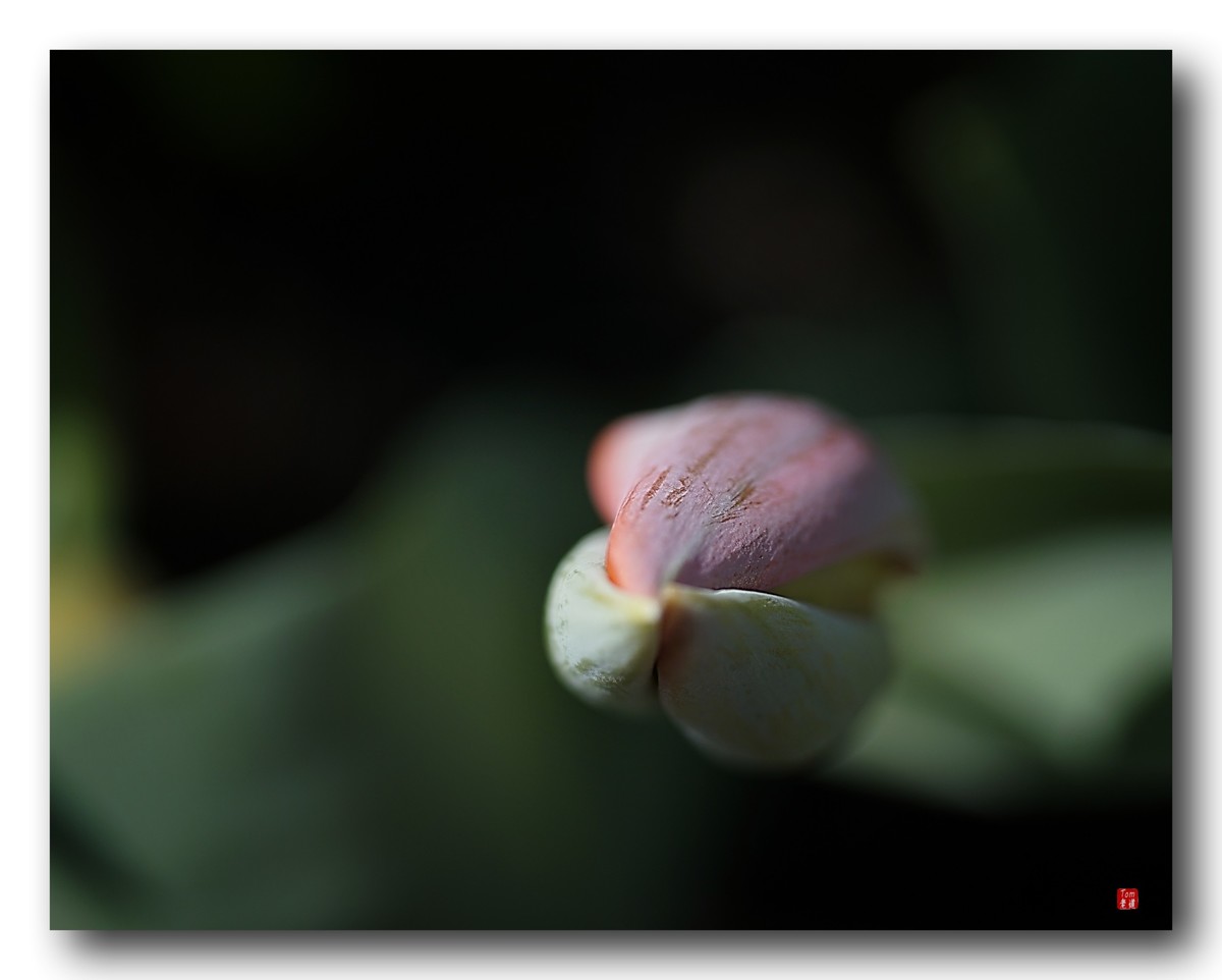 尖尖郁金香（12图）