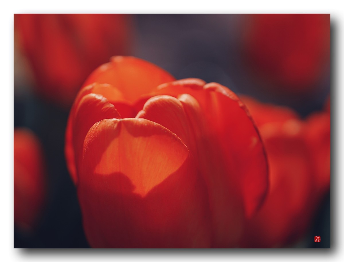 尖尖郁金香（12图）