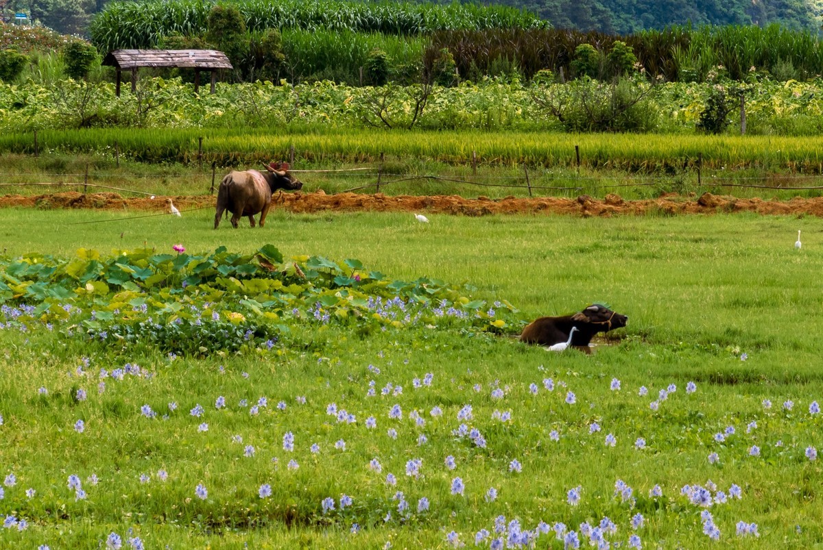 彩云之南~普者黑