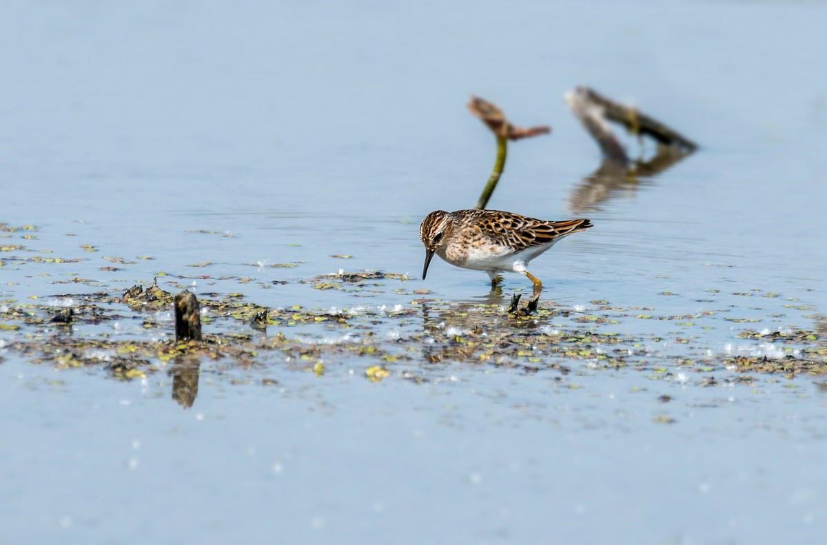 长趾滨鹬（三）