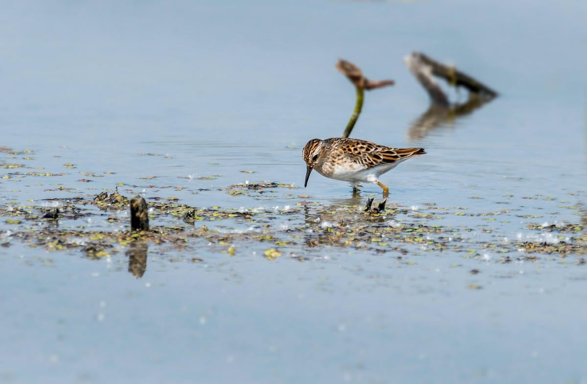 长趾滨鹬（三）