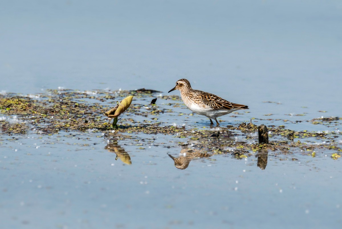 长趾滨鹬（三）