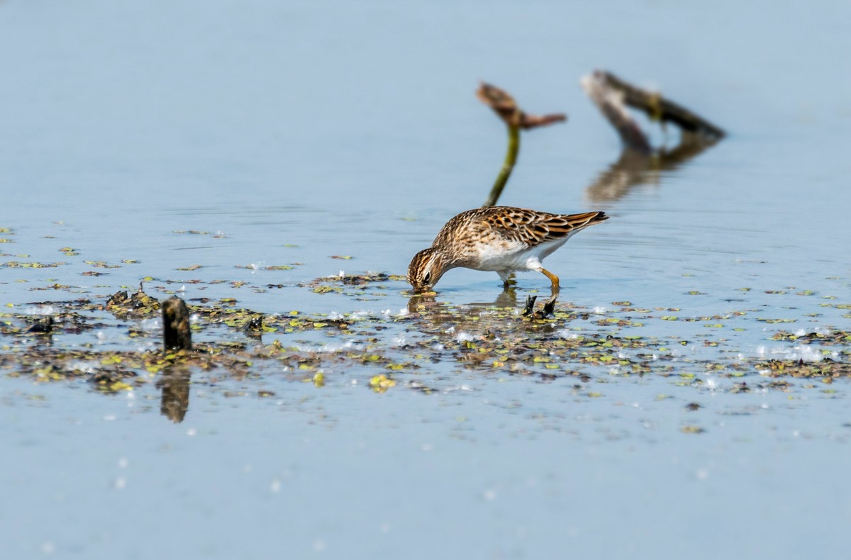 长趾滨鹬（三）