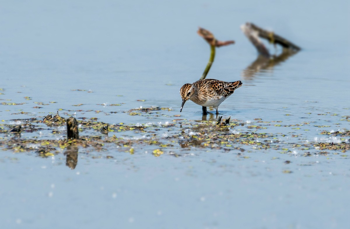 长趾滨鹬（三）