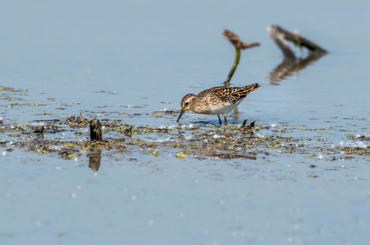 长趾滨鹬（三）