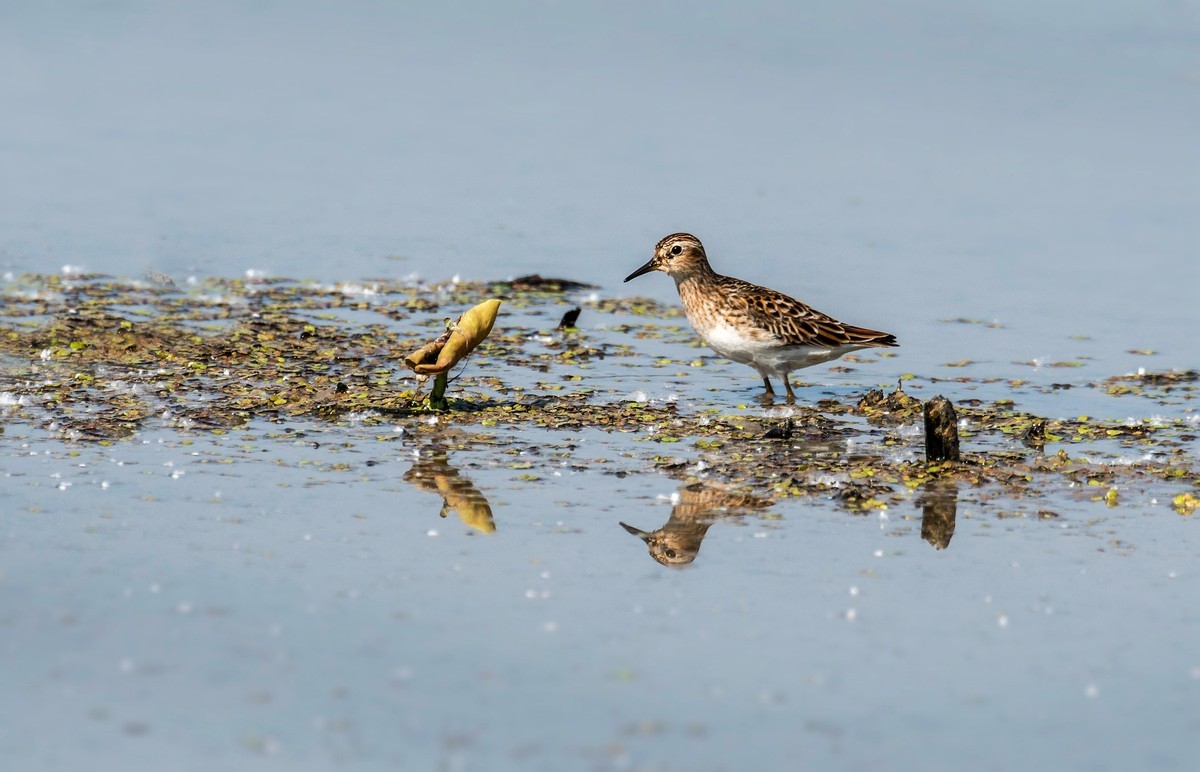 长趾滨鹬（三）