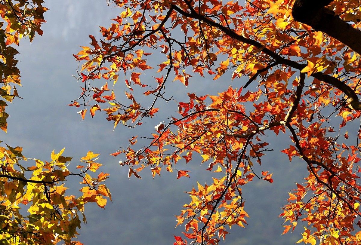 大罗山老鼠岭红枫古道(2)
