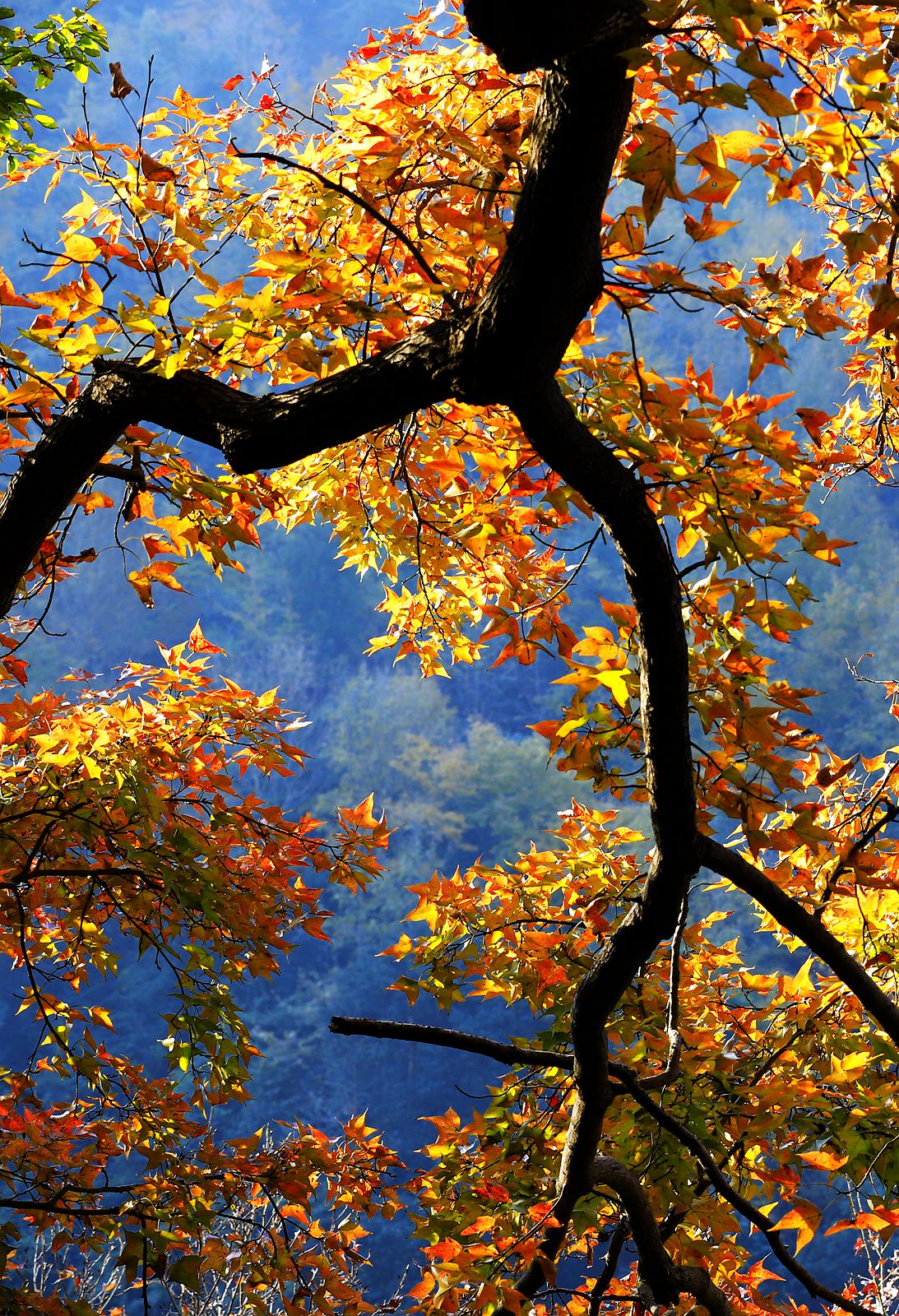 大罗山老鼠岭红枫古道(2)