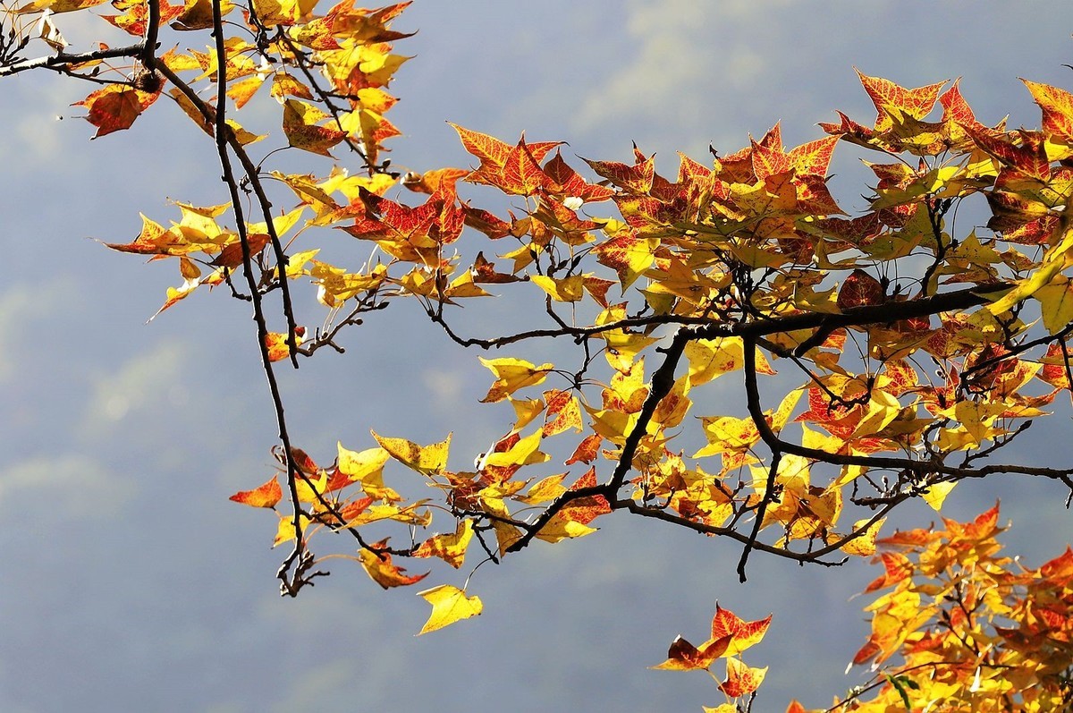 大罗山老鼠岭红枫古道(2)