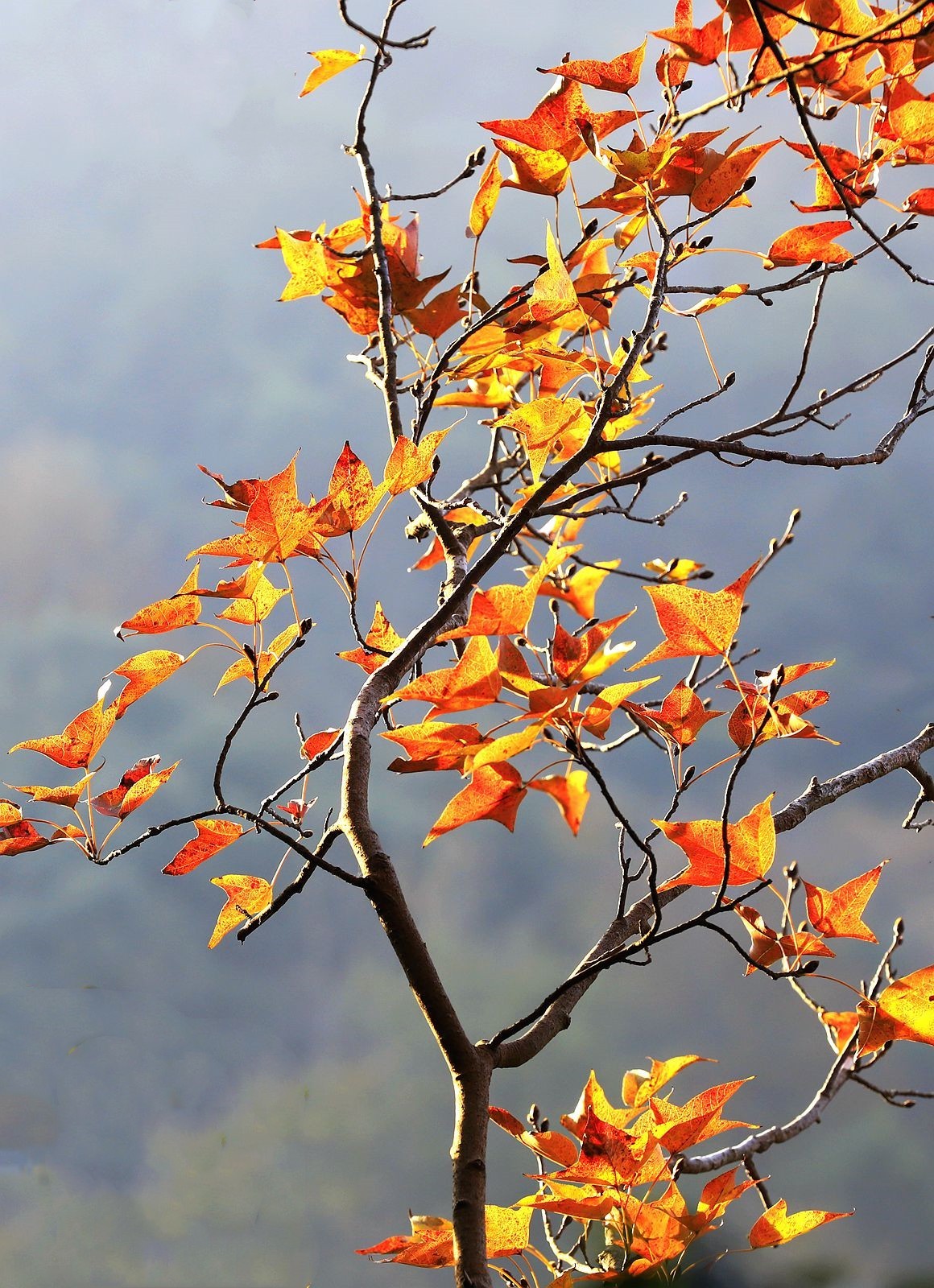 大罗山老鼠岭红枫古道(2)