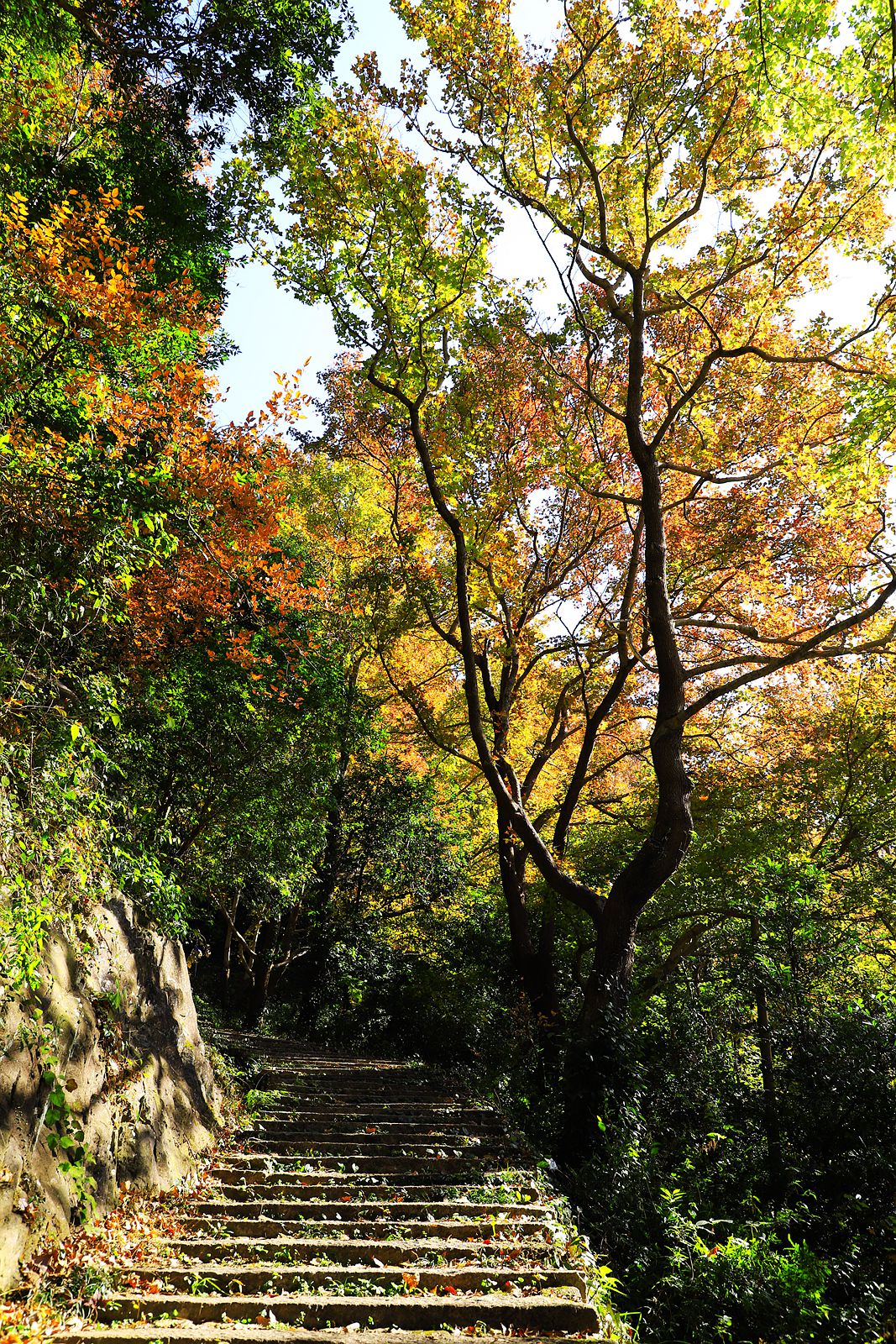 大罗山老鼠岭红枫古道(2)