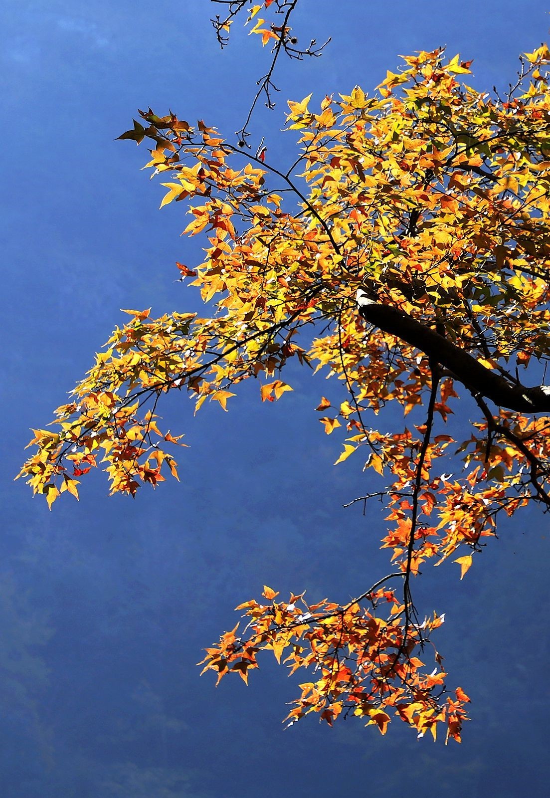 大罗山老鼠岭红枫古道(2)