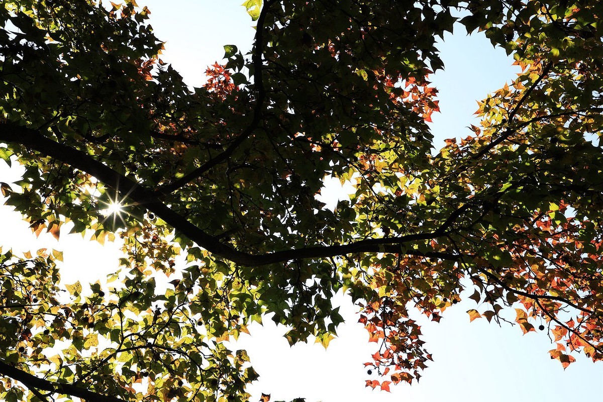 大罗山老鼠岭红枫古道(2)